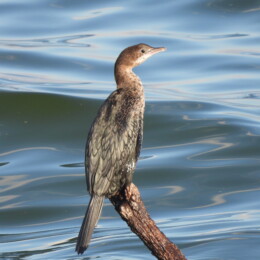 Pygmy cormorant (Microcarbo pygmaeus)