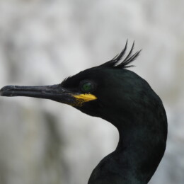 European shag (Gulosus aristotelis aristotelis)