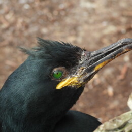 European shag (Gulosus aristotelis aristotelis)