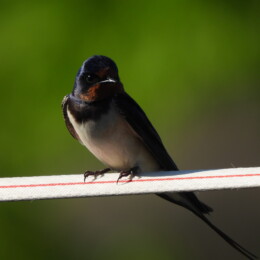 Barn swallow (Hirundo rustica)