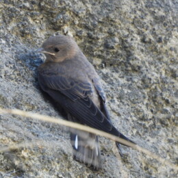 Eurasian crag martin (Ptyonoprogne rupestris)
