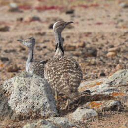 African houbara (Chlamydotis undulata fuertaventurae)