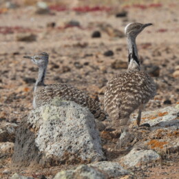 African houbara (Chlamydotis undulata fuertaventurae)