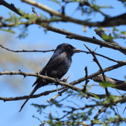 Fork-tailed drongo (Dicrurus adsimilis)