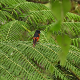 Scarlet minivet (Pericrocotus flammeus speciosus)