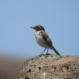 Canary Islands stonechat (Saxicola dacotiae)