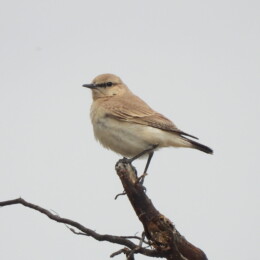 Isabelline wheatear (Oenanthe isabellina)