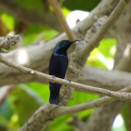 Purple sunbird (Cinnyris asiaticus) male
