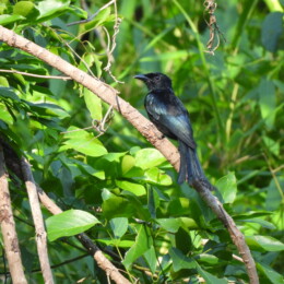 Palawan drongo (Dicrurus palawanensis)
