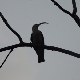 Sickle-billed vanga (Falculea palliata)