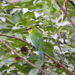 Yellow-throated leafbird (Chloropsis palawanensis)