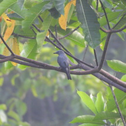 Bar-bellied cuckooshrike (Coracina striata)