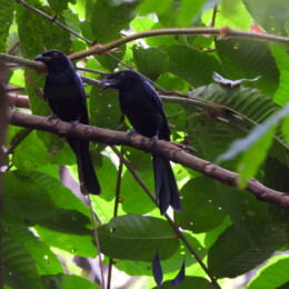 Greater racket-tailed drongo (Dicrurus paradiseus)