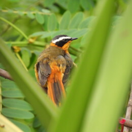 White-browed robin-chat (Cossypha heuglini)