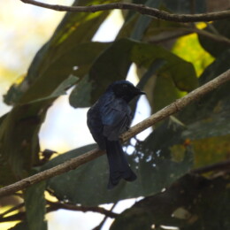 Bronzed drongo (Dicrurus aeneus)