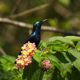 Loten's sunbird (Cinnyris lotenius) male