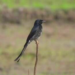 Black drongo (Dicrurus macrocercus)