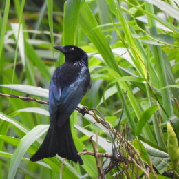 Palawan drongo (Dicrurus palawanensis)