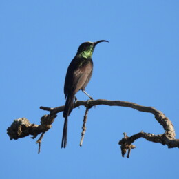 Bronze sunbird (Nectarinia kilimensis) male
