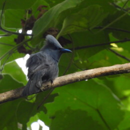 Blue paradise flycatcher (Terpsiphone cyanescens)