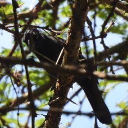 Black cuckooshrike (Campephaga flava)