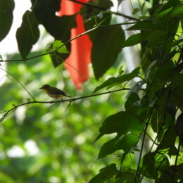 Swinhoe’s white-eye (Zosterops simplex)