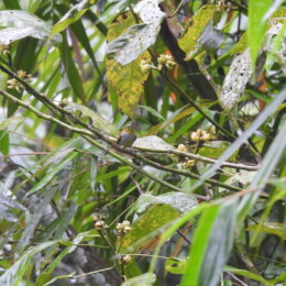 Hume’s white-eye (Zosterops auriventer)