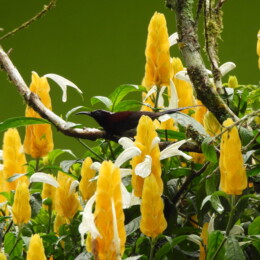 Black-throated sunbird (Aethopyga saturata saturata) male