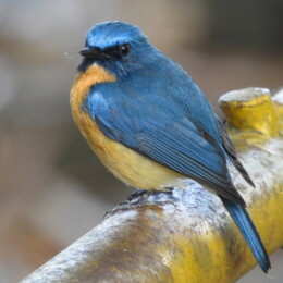 Tickell's blue flycatcher (Cyornis tickelliae) male