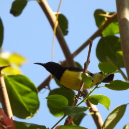 Purple-rumped sunbird (Leptocoma zeylonica)