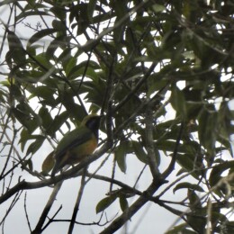 Orange-bellied leafbird (Chloropsis hardwickii)