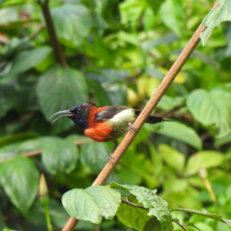 Black-throated sunbird (Aethopyga saturata johnsi) male