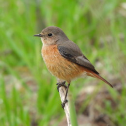 Moussier's redstart (Phoenicurus moussieri) female