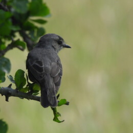 African gray flycatcher (Bradornis microrhynchus)