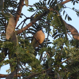Small minivet (Pericrocotus cinnamomeus)