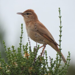 Rufous-tailed scrub robin (Cercotrichas galactotes)