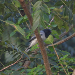 Black-headed cuckooshrike (Lalage melanoptera)