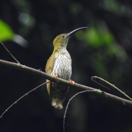 Streaked spiderhunter (Arachnothera magna)