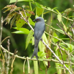 Ashy drongo (Dicrurus leucophaeus leucophaeus)