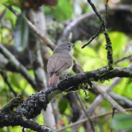 Red-tailed vanga (Calicalicus madagascariensis) female