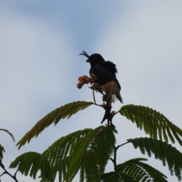 Crested drongo (Dicrurus forficatus)