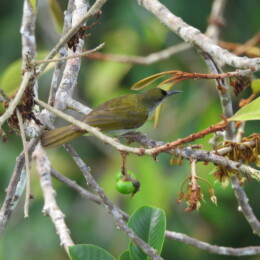 Plain sunbird (Anthreptes simplex)