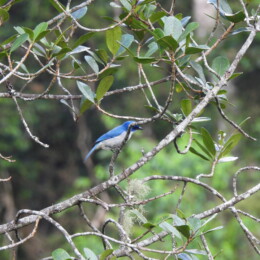 Madagascar blue vanga (Cyanolanius madagascarinus)