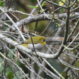 Malagasy white-eye (Zosterops maderaspatanus)