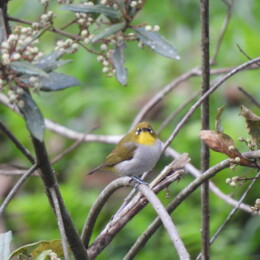 Malagasy white-eye (Zosterops maderaspatanus)
