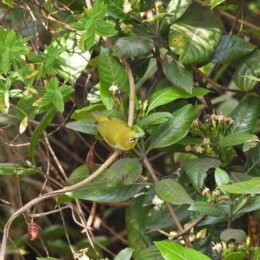 Indian white-eye (Zosterops palpebrosus)