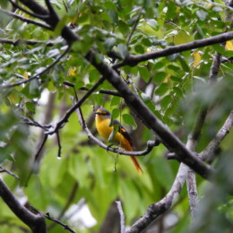 Scarlet minivet (Pericrocotus flammeus speciosus)