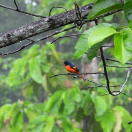 Scarlet minivet (Pericrocotus flammeus speciosus)