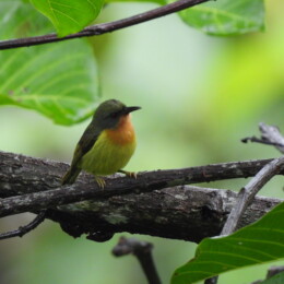 Ruby-cheeked sunbird (Chalcoparia singalensis) male