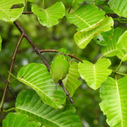 Lesser green leafbird (Chloropsis cyanopogon)